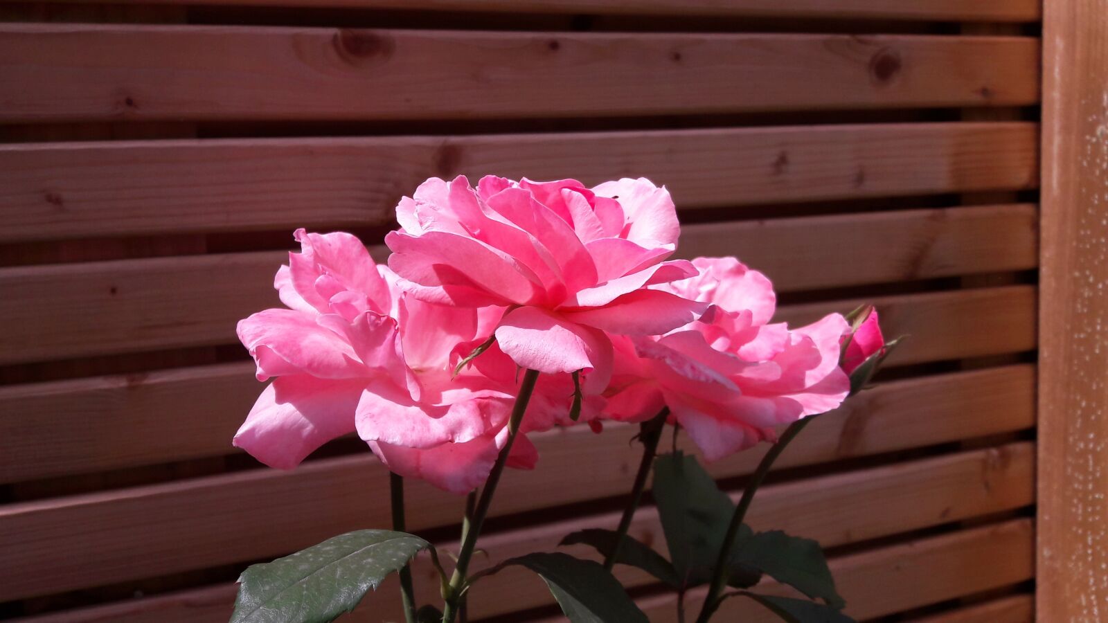 Samsung Galaxy A5(2016) sample photo. Pink, flower, nature photography