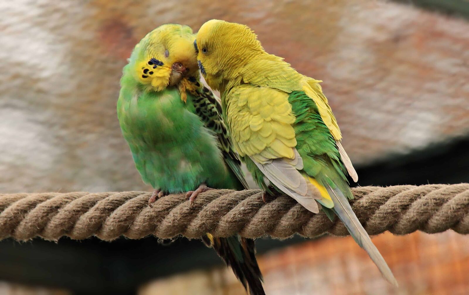 Canon EOS 550D (EOS Rebel T2i / EOS Kiss X4) sample photo. Parrot, bird, rope, love photography
