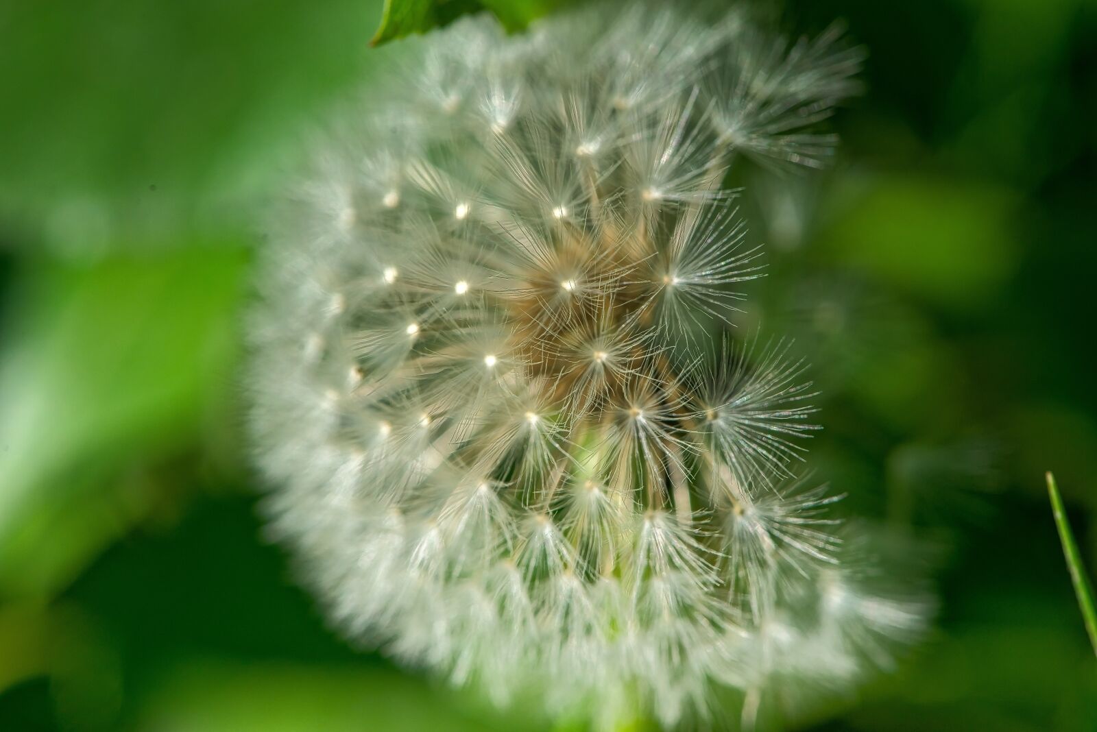 Nikon D800 sample photo. Dandelion, nature, flower photography