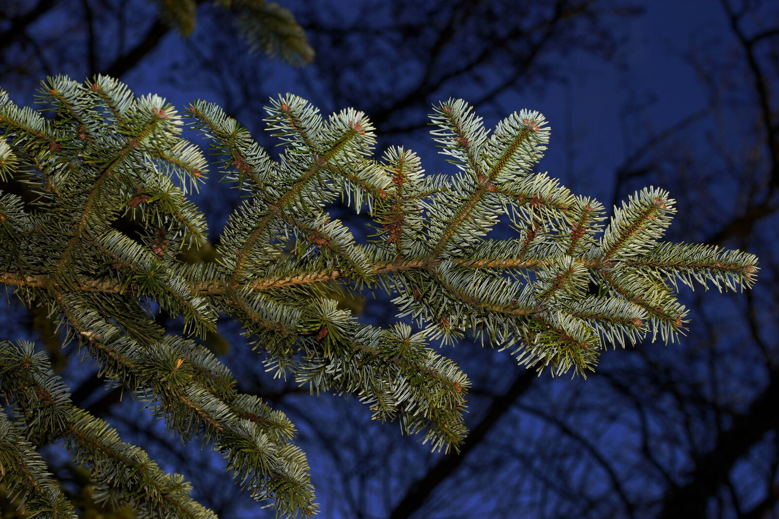 Sony a99 II + 105mm F2.8 sample photo. Fir tree, tannenzweig, green photography