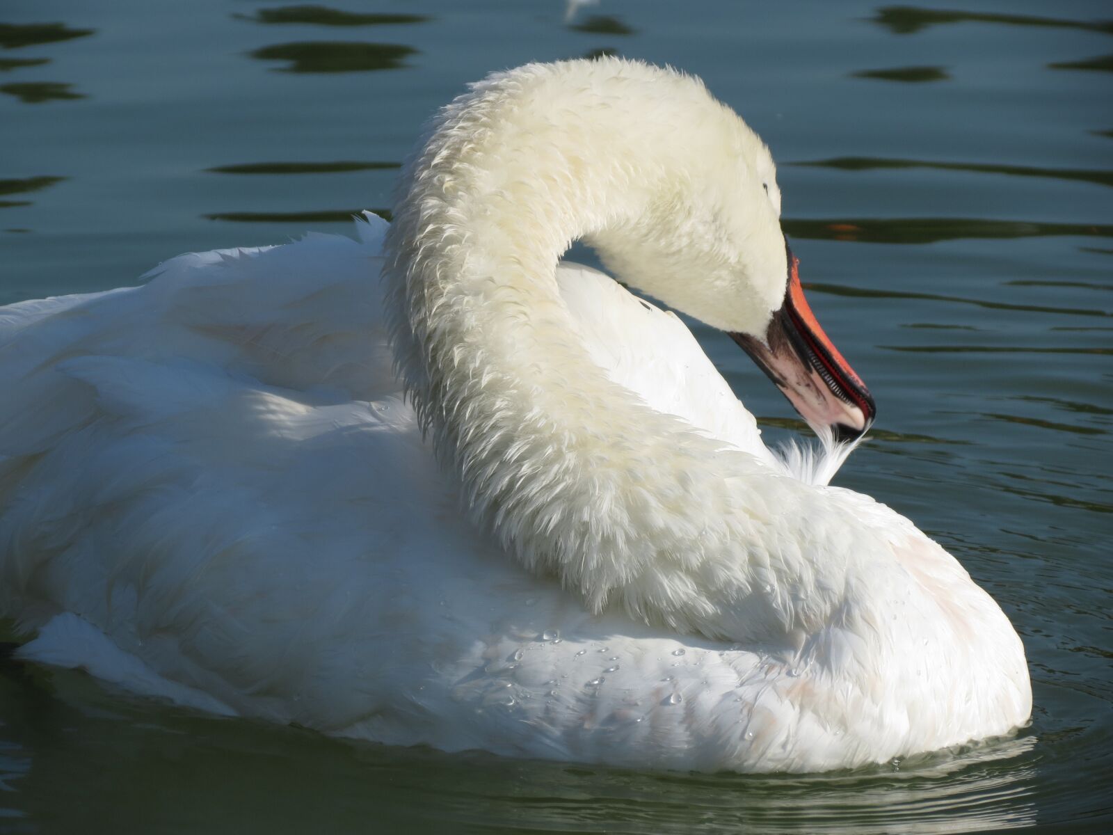 Canon PowerShot SX40 HS sample photo. Swan, white swan, lake photography