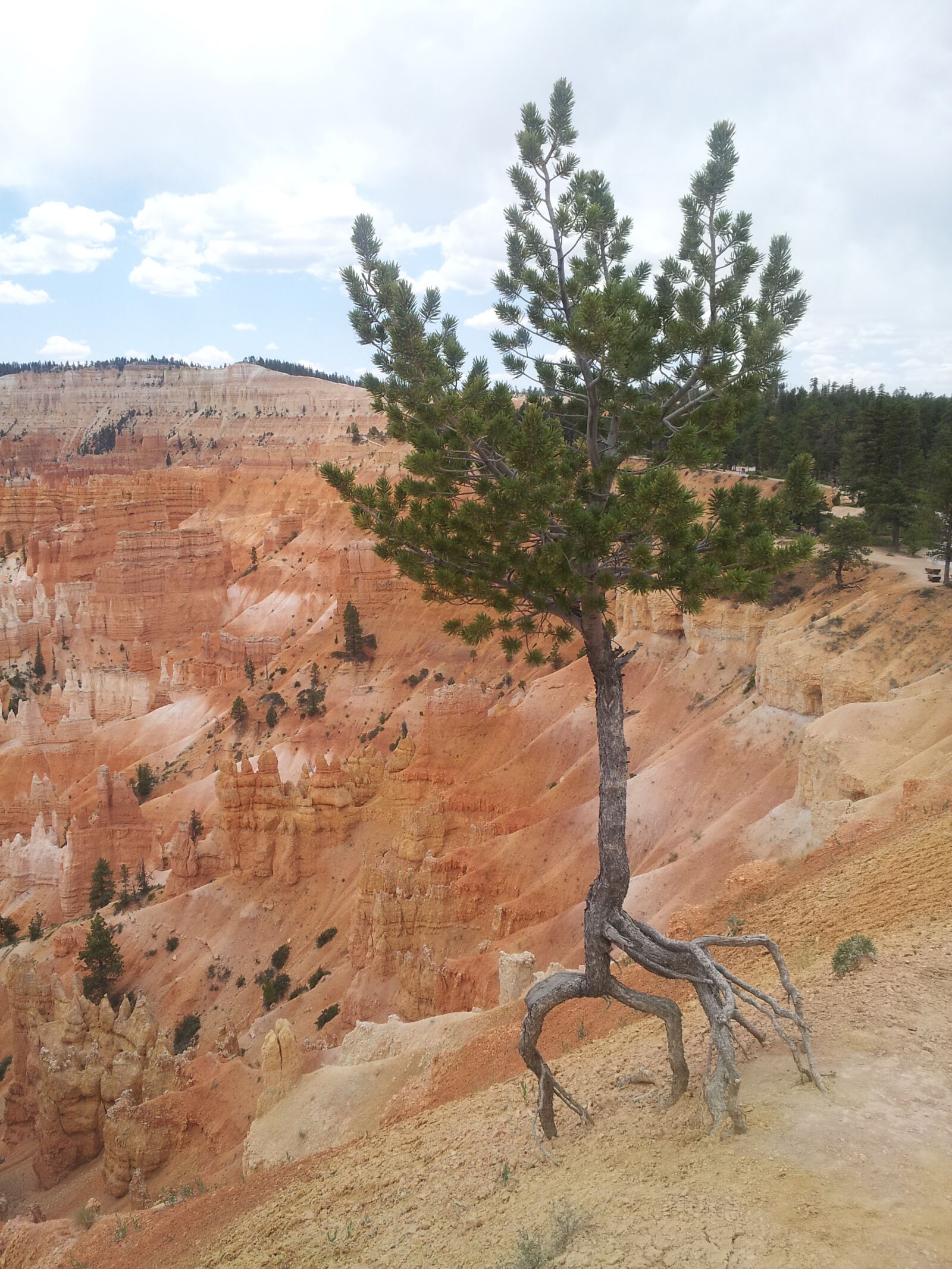Samsung Galaxy S2 sample photo. Crazy, tree, roots photography