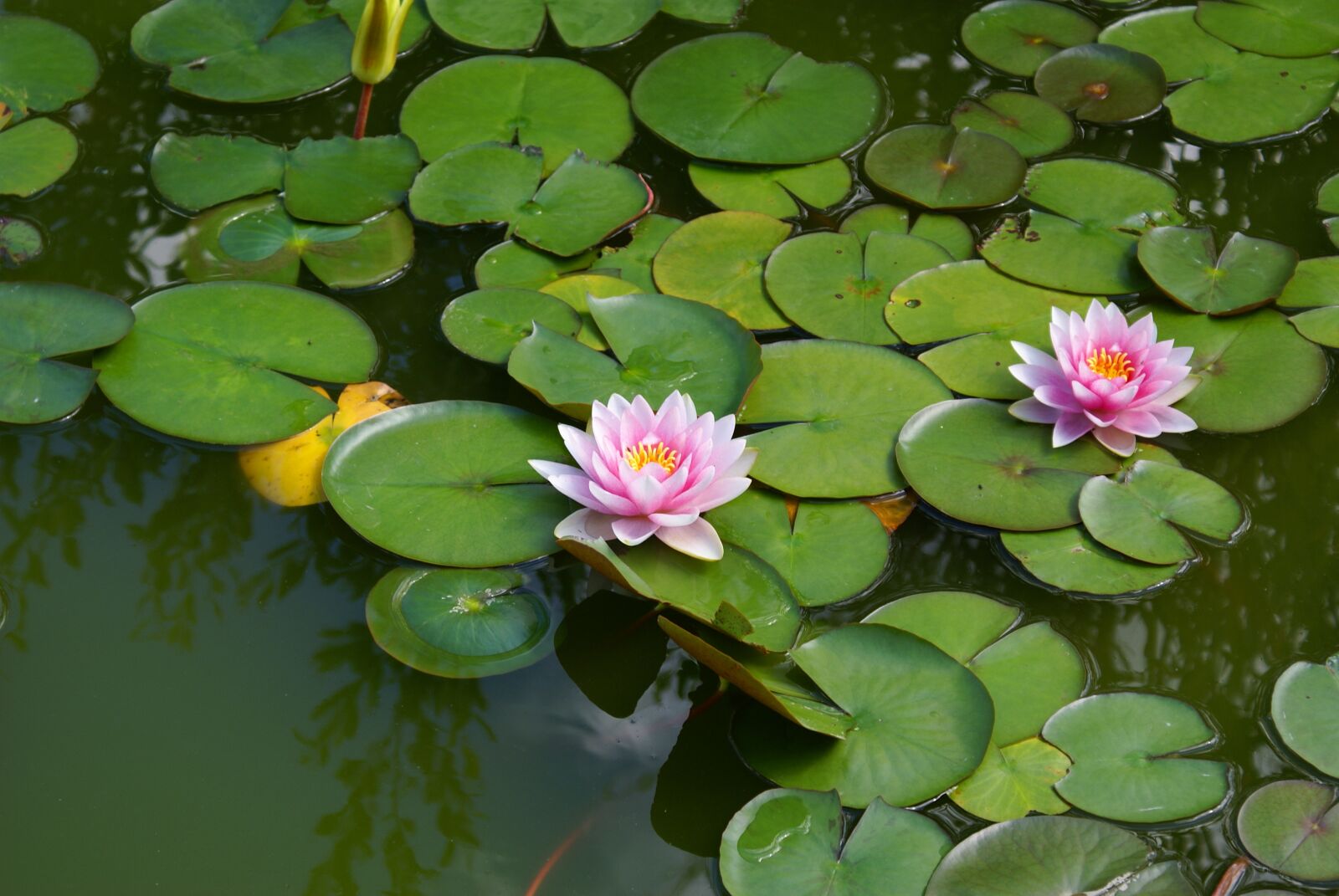 Sony Alpha DSLR-A100 sample photo. Lake, rose, garden photography