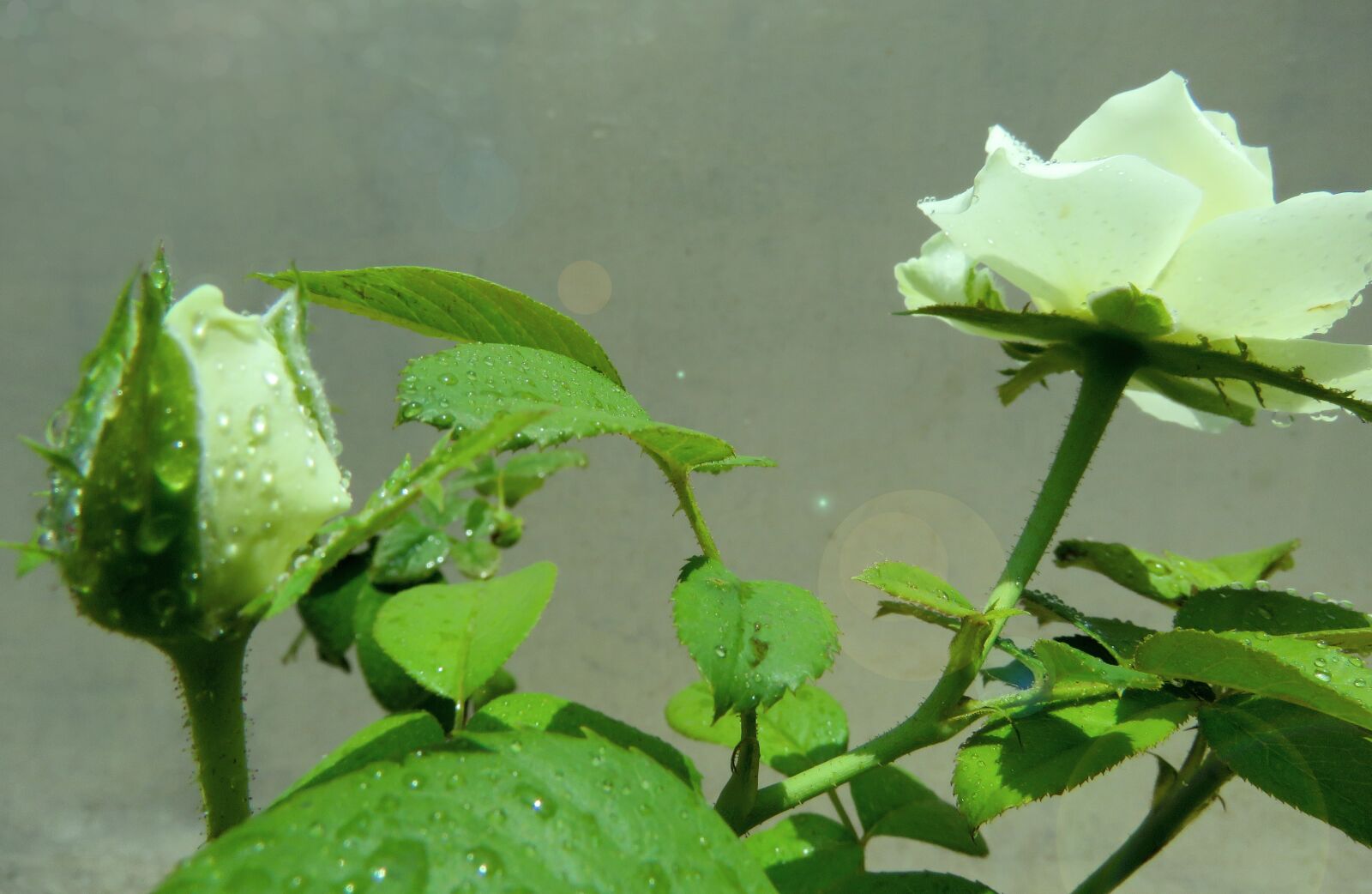 Canon PowerShot SX60 HS sample photo. Grow, growth, rose bud photography