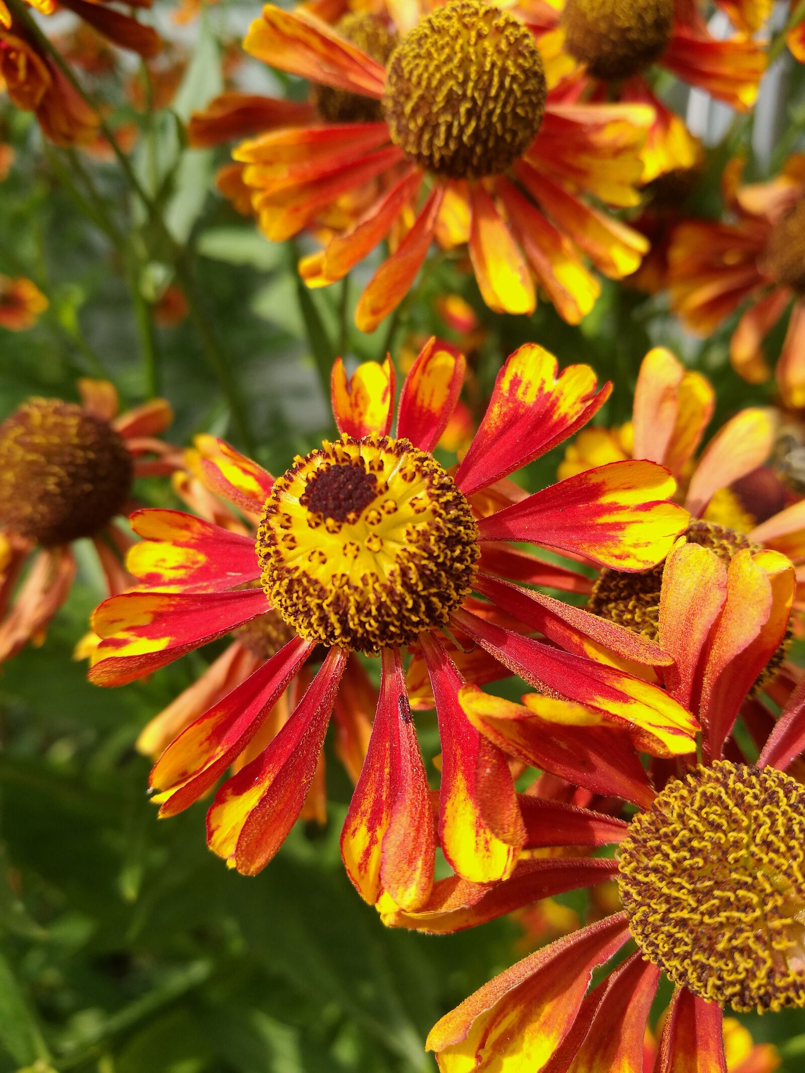 HUAWEI P9 sample photo. Summer, flowers, garden photography