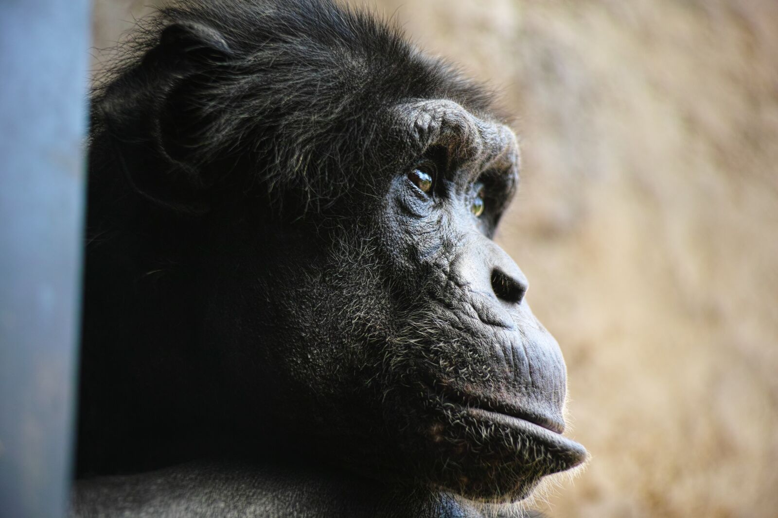 Sigma DP3 Merrill sample photo. Chimp, monkey, face photography