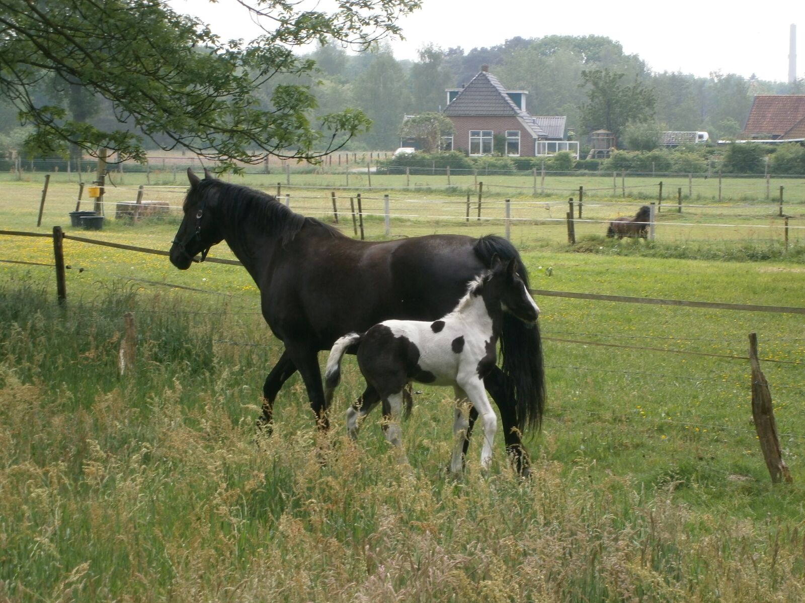 Olympus VG130,D710 sample photo. Horse, foal, nijverdal photography