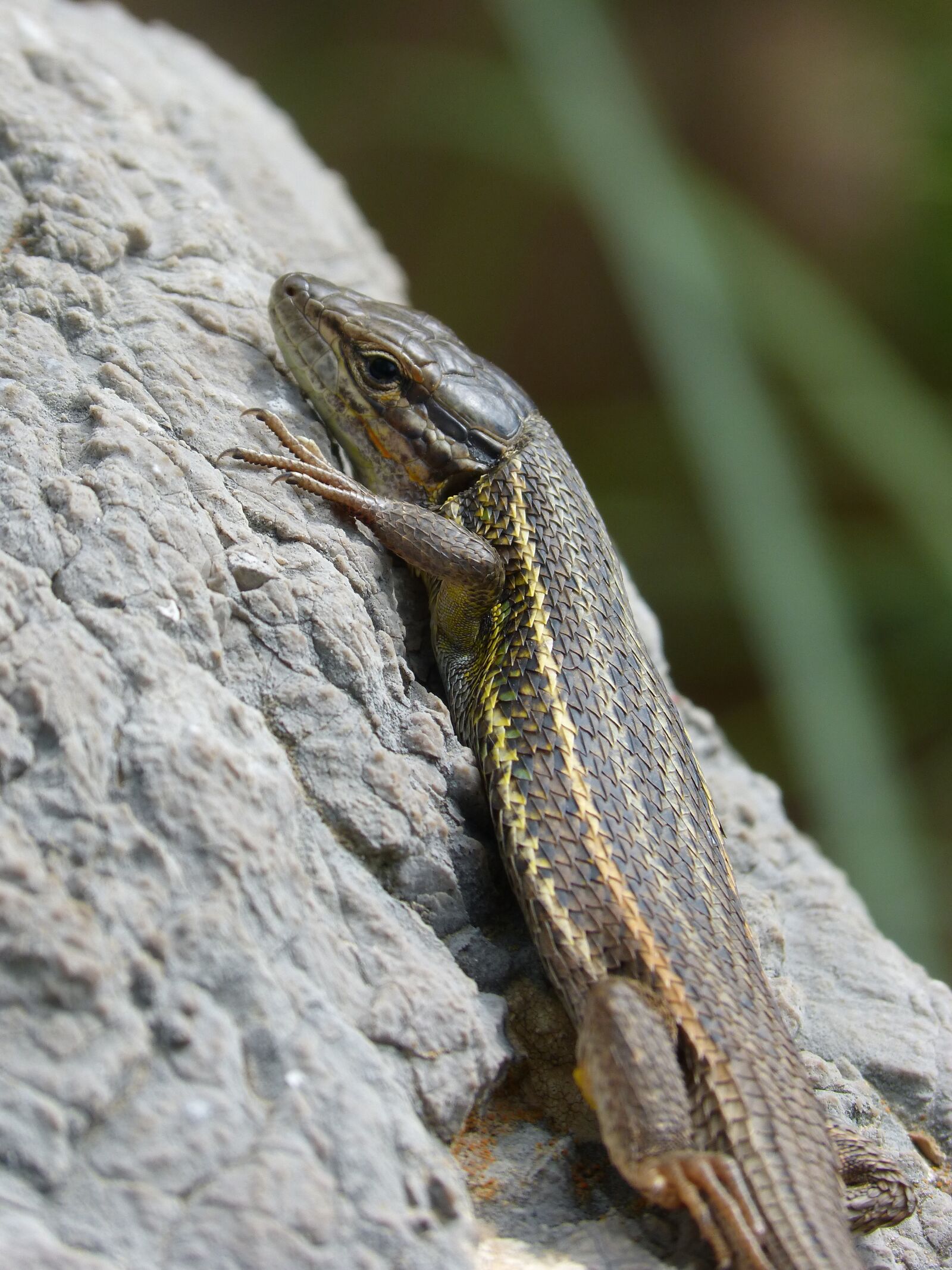 Panasonic DMC-FZ62 sample photo. Lizard, sargantana, scales photography