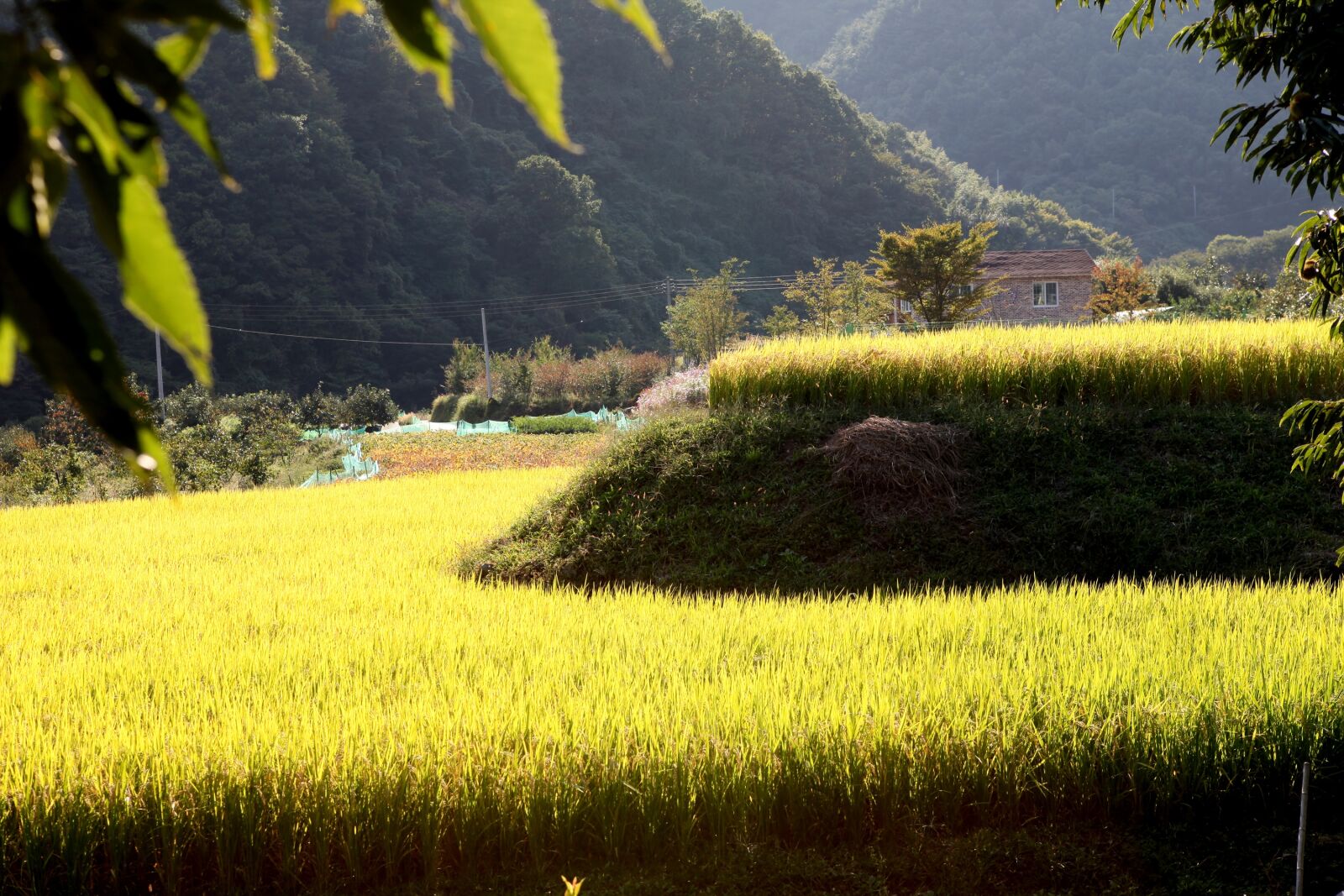 Canon EOS 5D Mark II sample photo. Autumn, flowers, nature photography