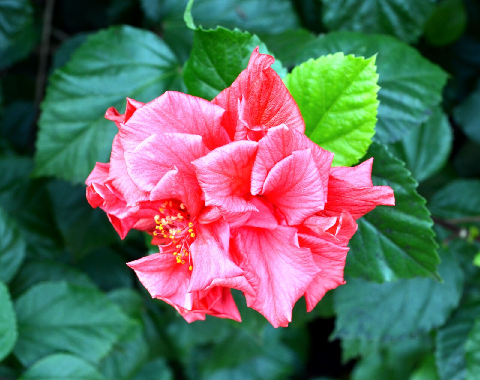 Nikon D5100 sample photo. Plant, flower, red photography