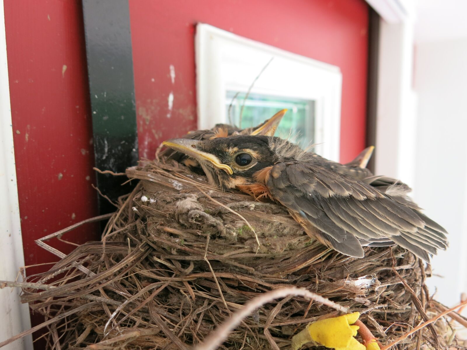Canon PowerShot G15 sample photo. Robin, bird, baby photography