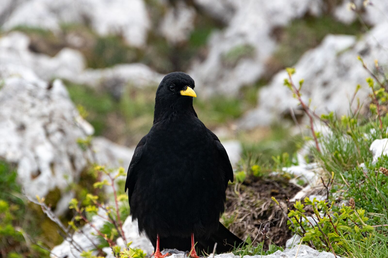 Nikon D5600 sample photo. Animals, bird, birds photography
