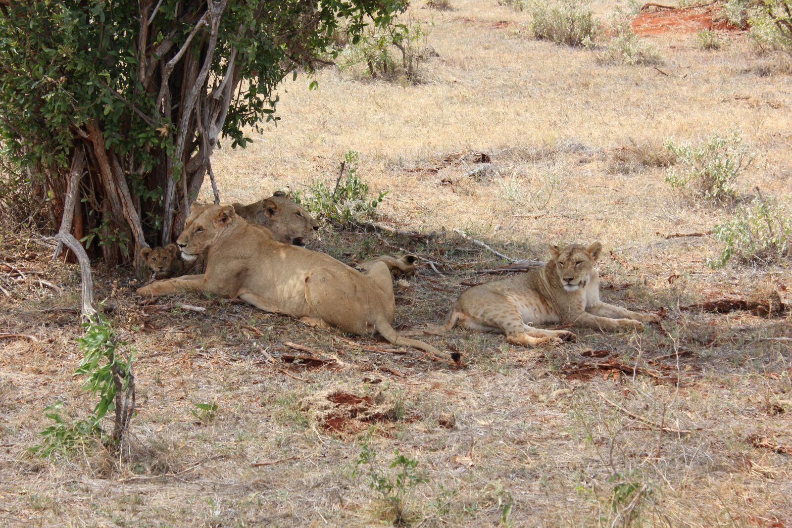 Canon EF-S 18-55mm F3.5-5.6 IS sample photo. Lionesses, pack, young animal photography