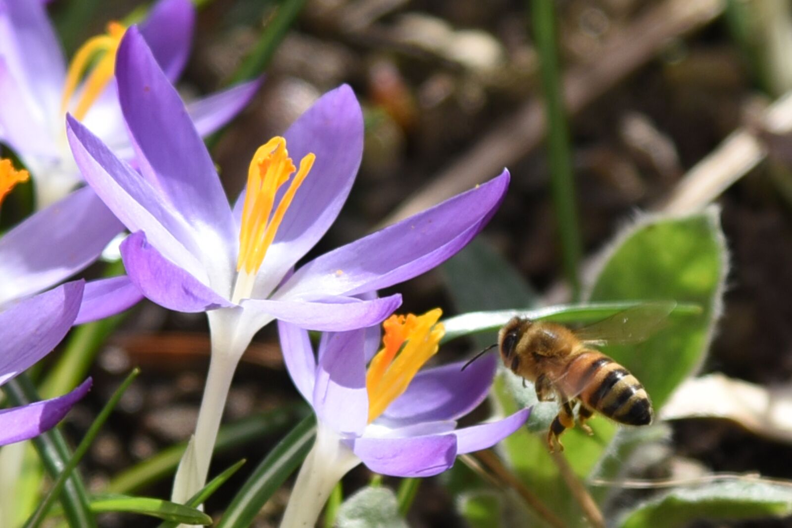 Nikon D750 sample photo. Crocus, spring, purple photography