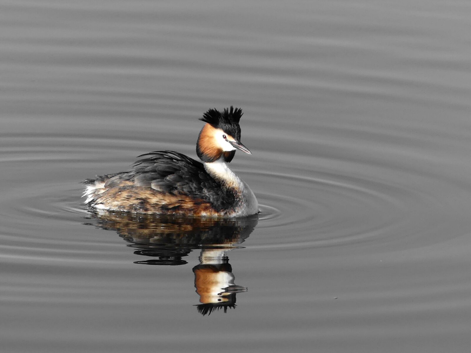 Panasonic Lumix DMC-FZ300 sample photo. Birds, water, color photography