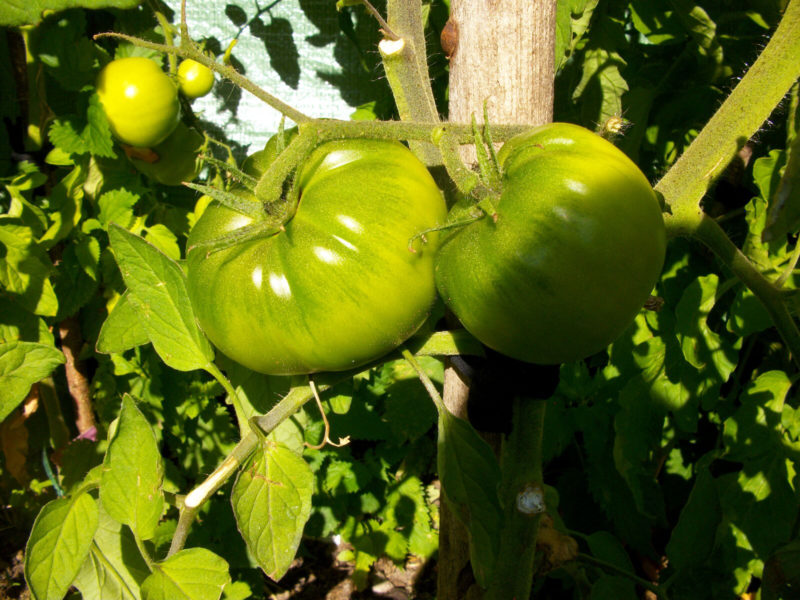 Pentax Optio M85 sample photo. Tomato, green, tomatoes photography