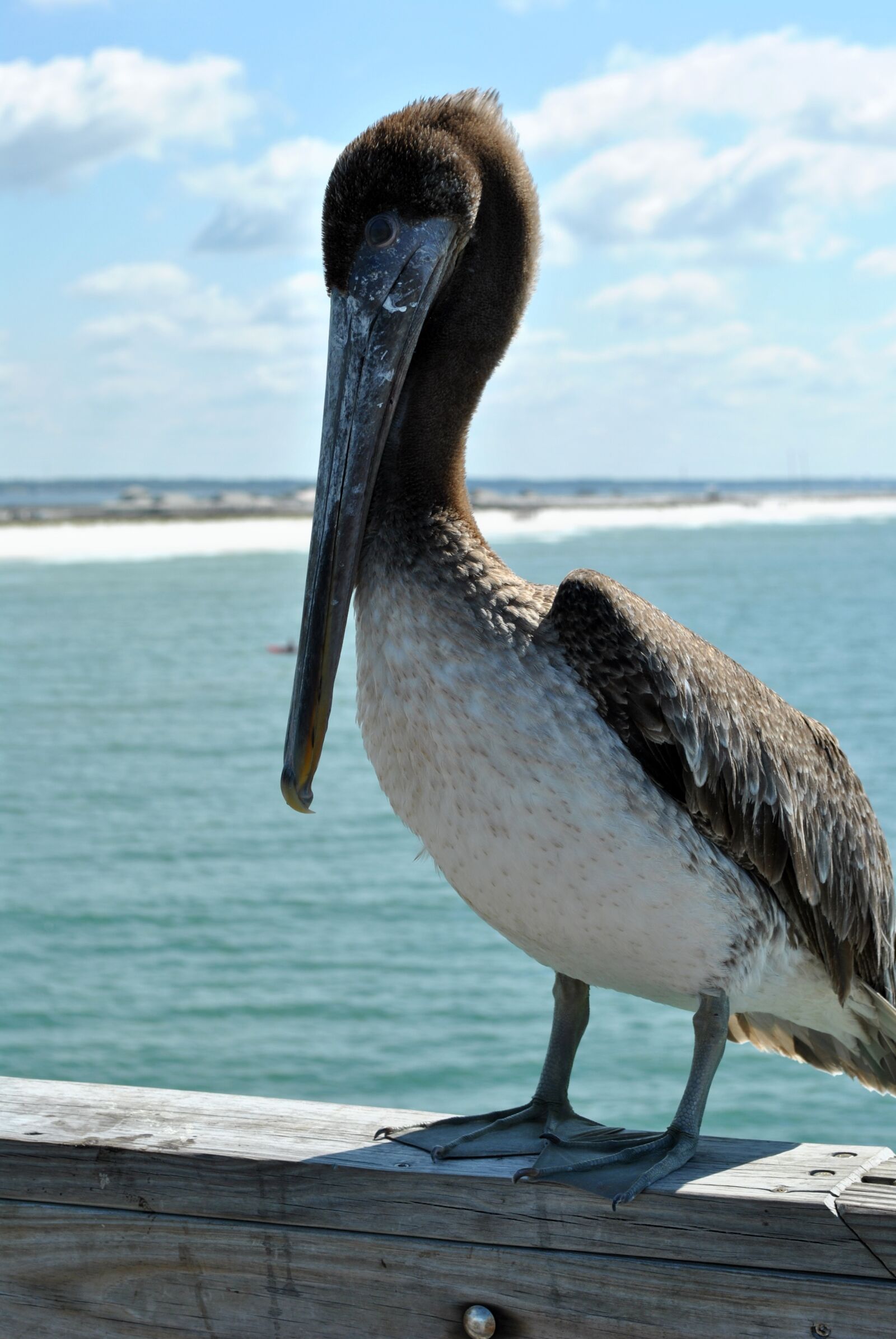 Nikon D3000 sample photo. Beach, pier, seagull photography
