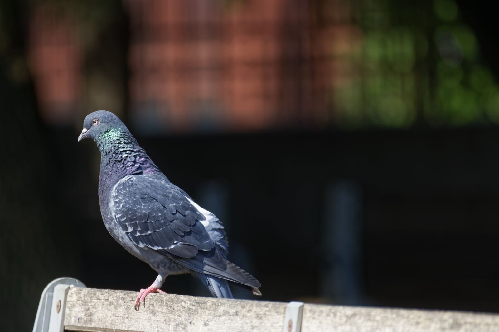 Nikon D5300 sample photo. Bird, pigeon, gray photography