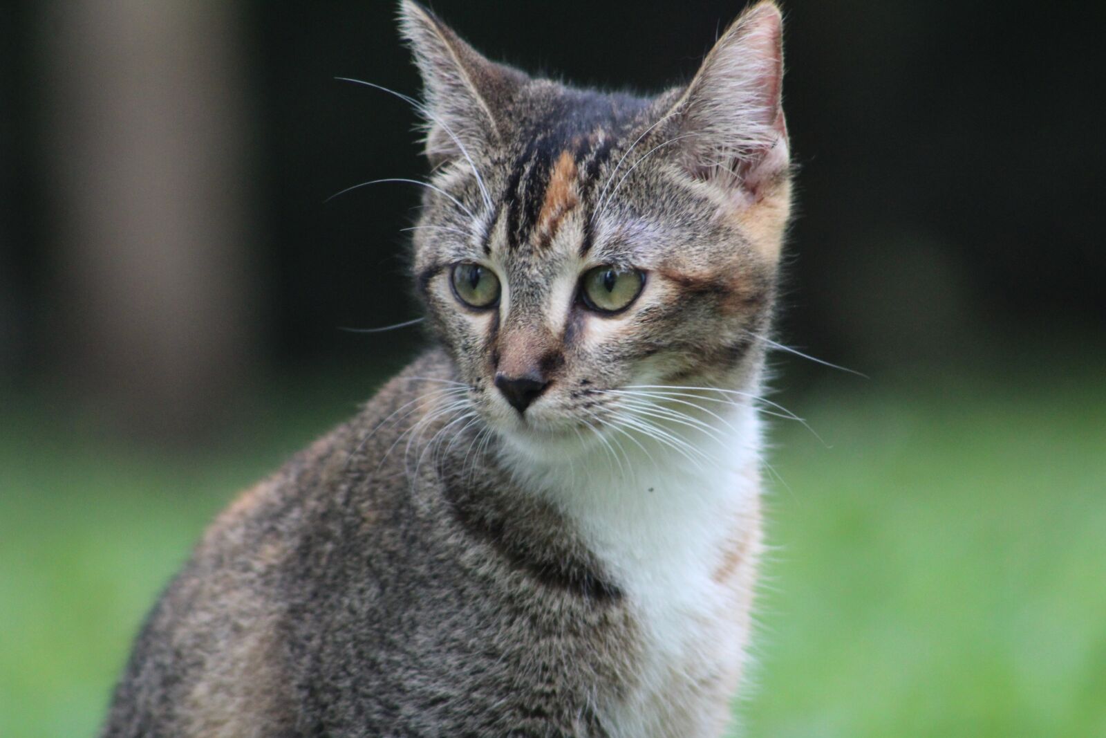 Canon EOS 1300D (EOS Rebel T6 / EOS Kiss X80) sample photo. Kitten, look, to watch photography