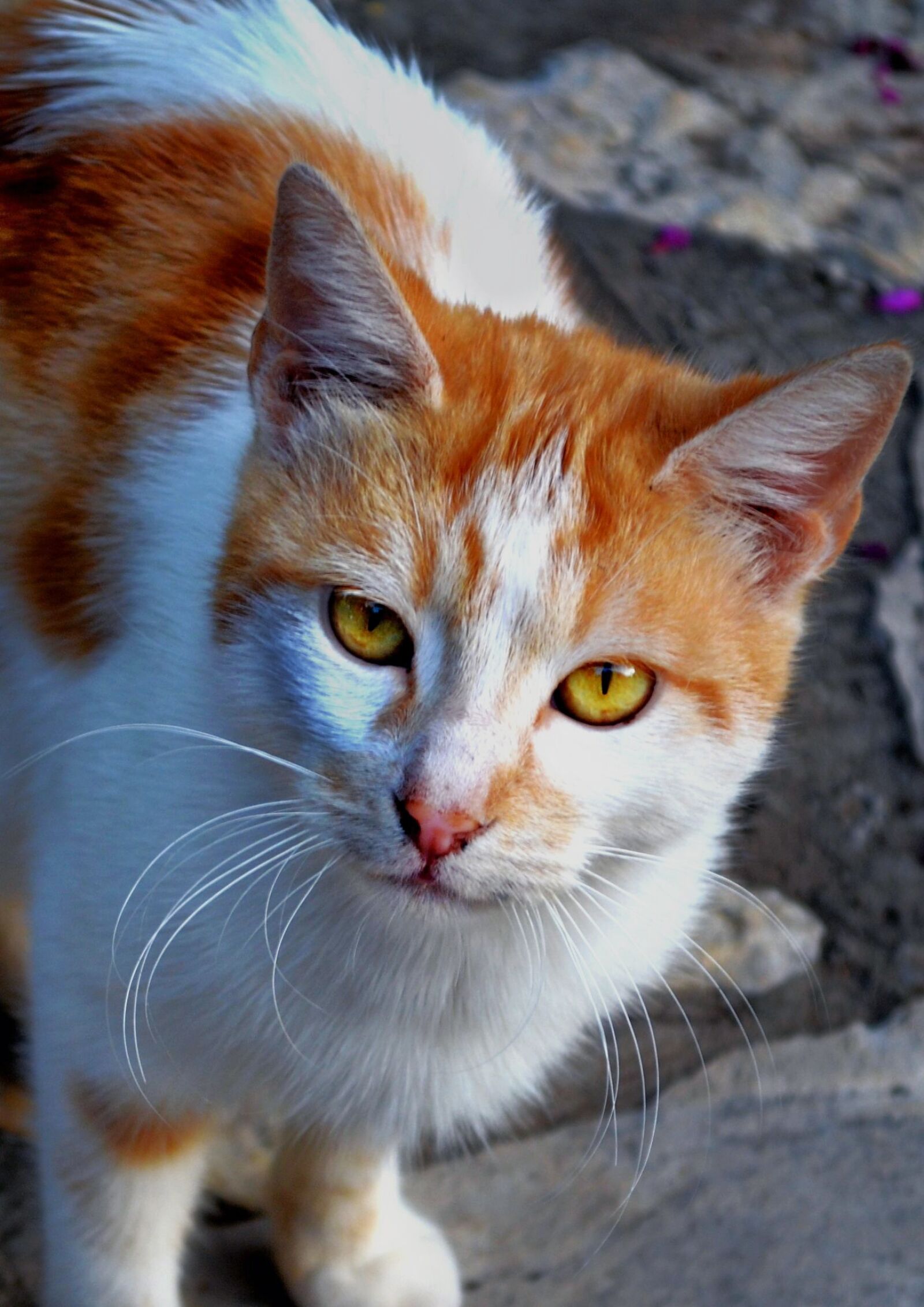 Nikon D3100 sample photo. Cat looking at me photography