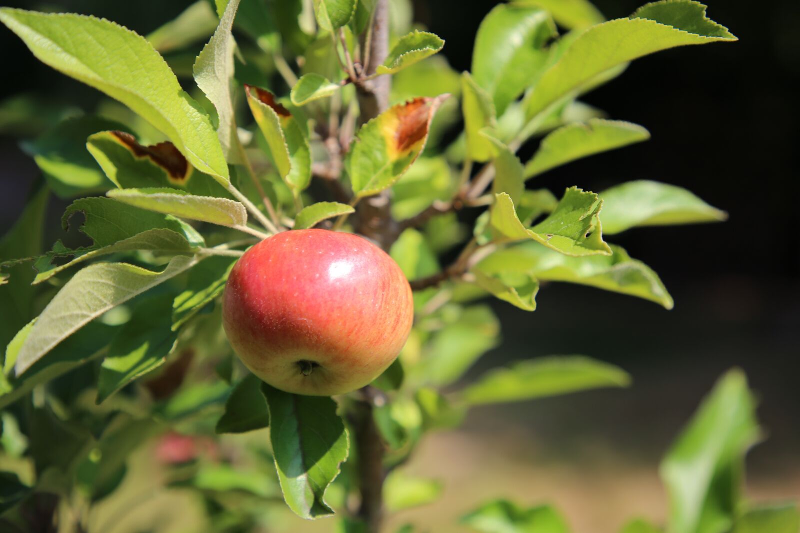 Canon EF 24-105mm F4L IS II USM sample photo. Apple, garden, fruit photography