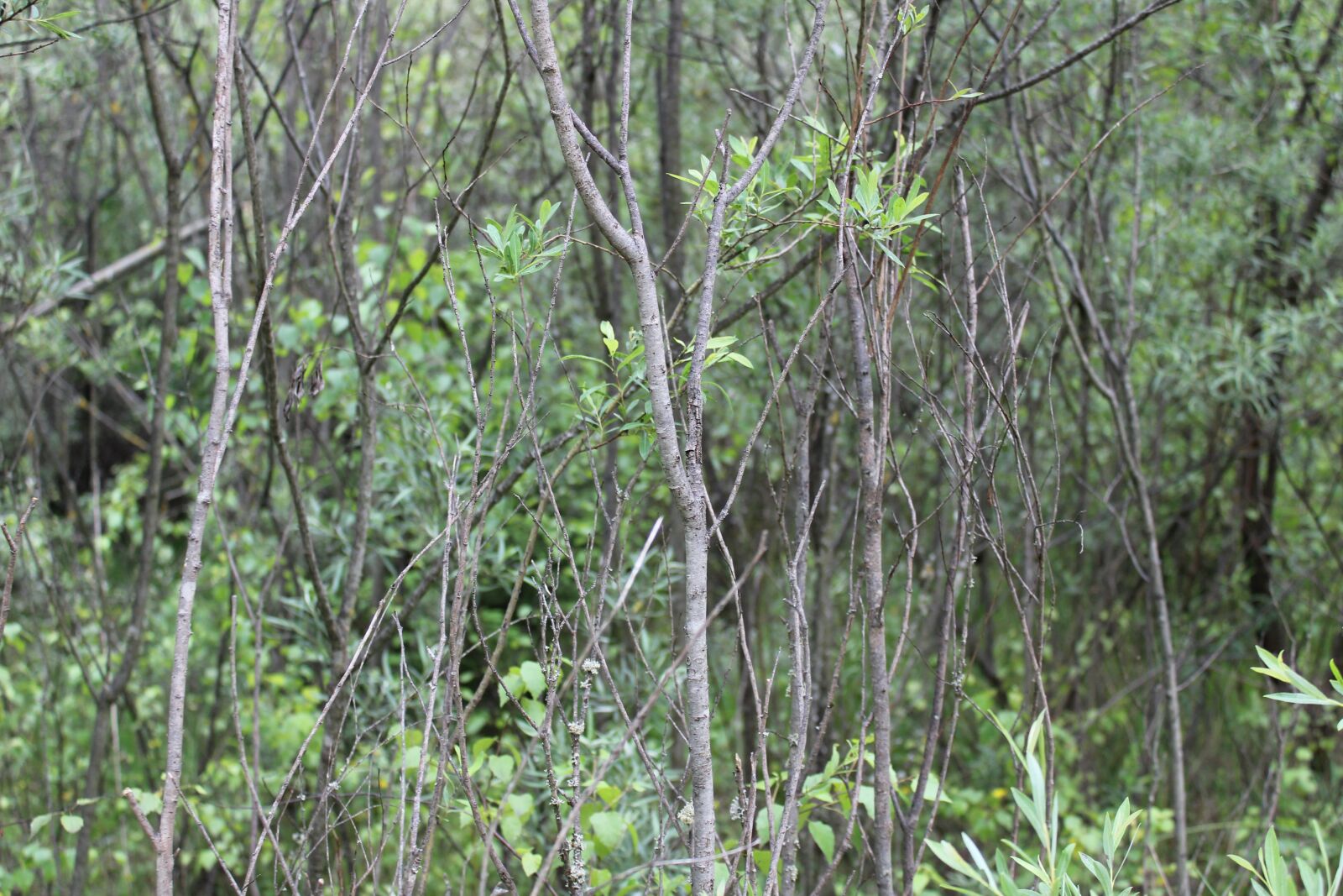 Canon EOS 1300D (EOS Rebel T6 / EOS Kiss X80) sample photo. Forest, green, nature photography