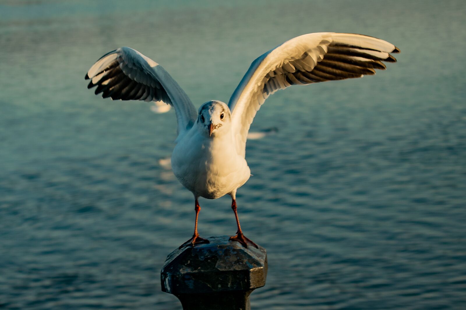 Nikon D3300 sample photo. Sea gull, lake, bill photography