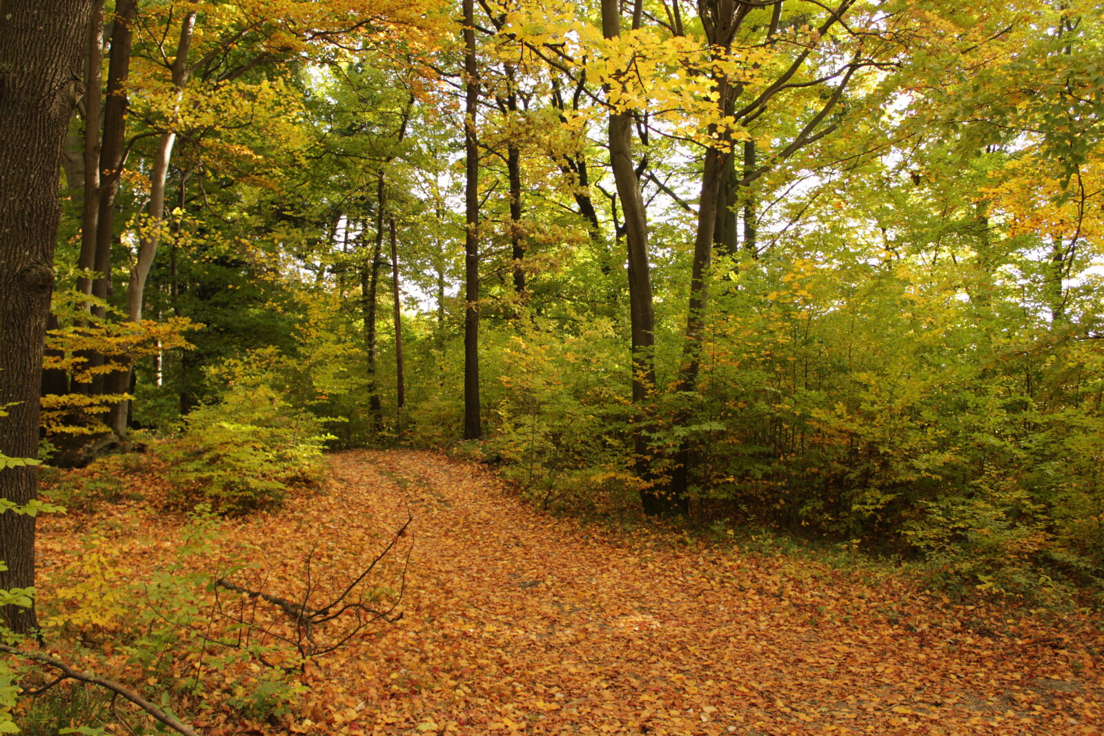 Canon EOS 1200D (EOS Rebel T5 / EOS Kiss X70 / EOS Hi) sample photo. Autumn, autumn, colours, forest photography
