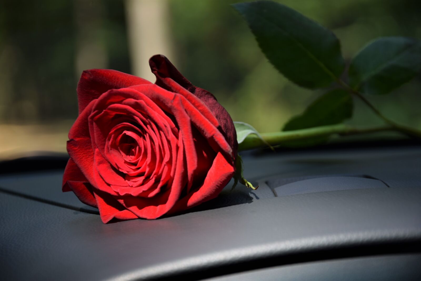 Nikon D3300 sample photo. Red rose on car photography