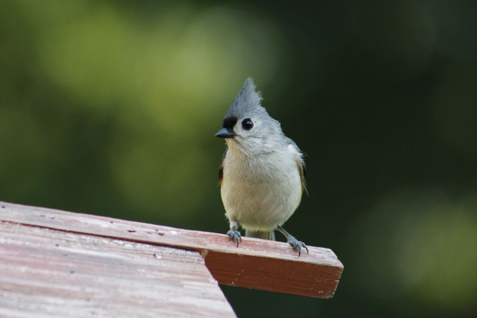 Canon EOS 550D (EOS Rebel T2i / EOS Kiss X4) sample photo. Bird, wildlife, animal photography