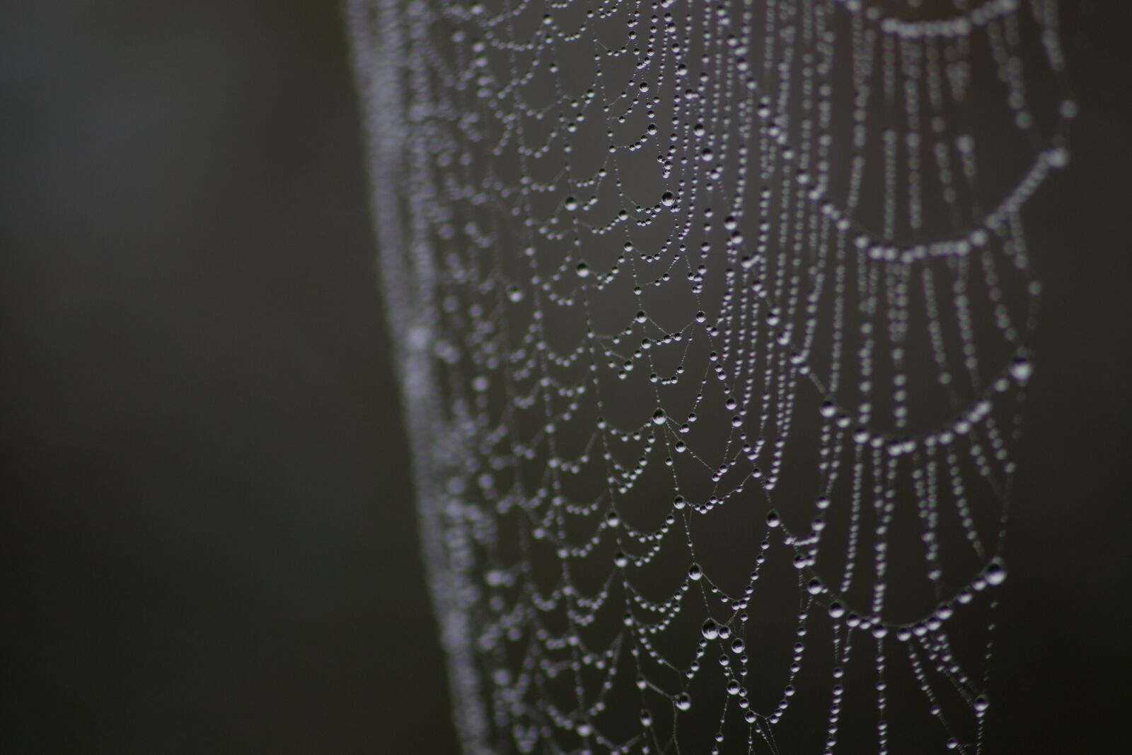 Canon EOS 450D (EOS Rebel XSi / EOS Kiss X2) sample photo. Spiderweb, dew, macro photography