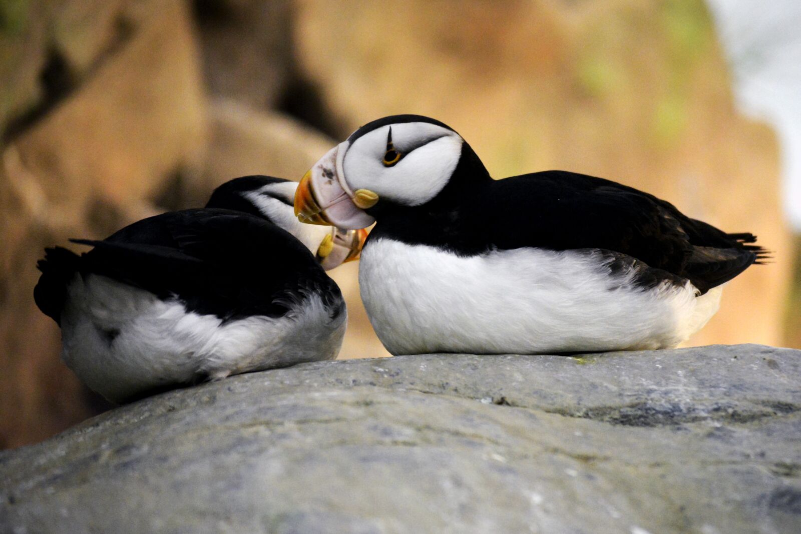 Nikon D3200 sample photo. Puffins, couple, two photography