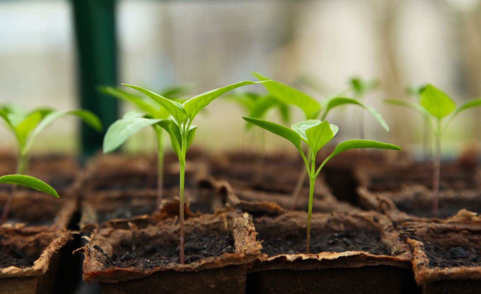 Canon EOS 5D Mark II sample photo. Seedling, gardening, greenhouse photography