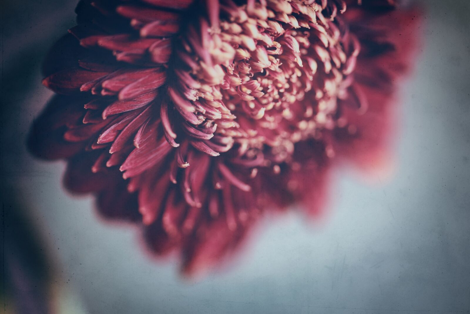 Nikon D750 sample photo. Red flower, bloom, blossom photography