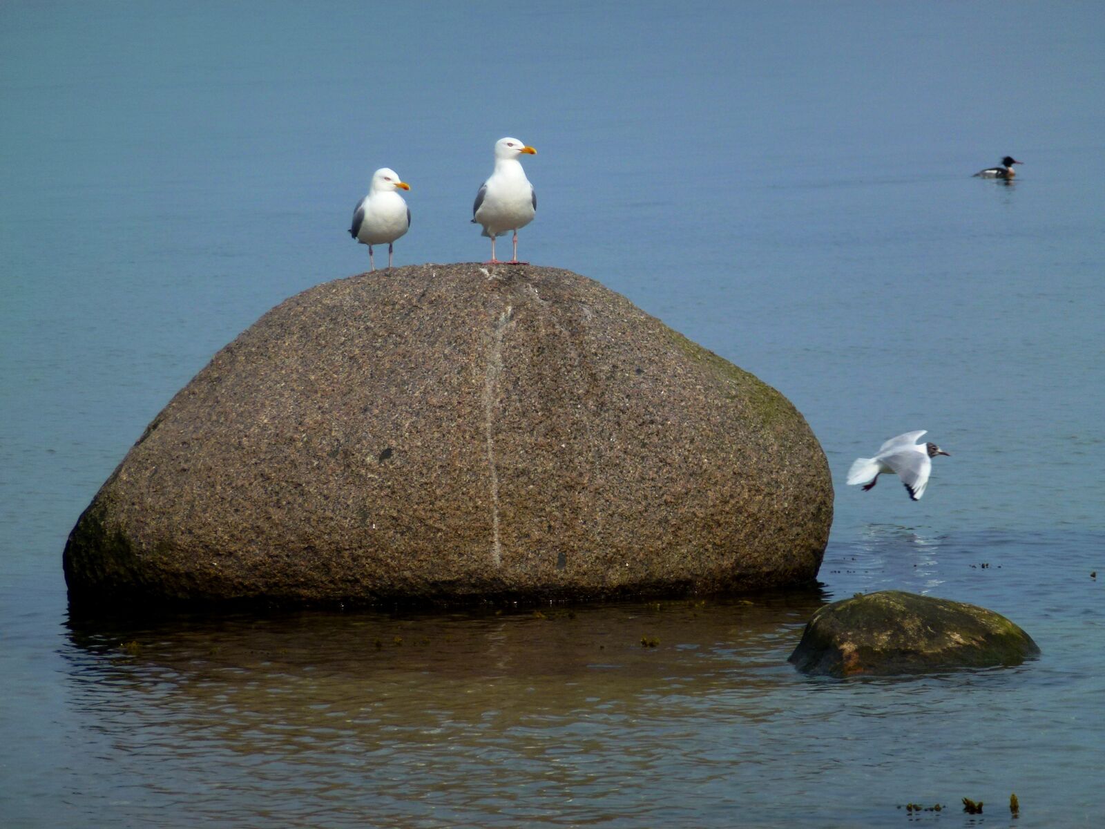 Leica V-Lux 30 / Panasonic Lumix DMC-TZ22 sample photo. Maritime, gulls, stone photography