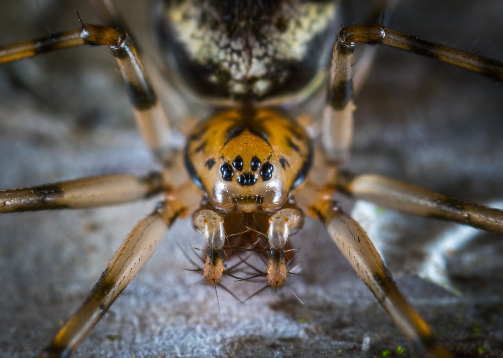 #124 65/2.8 sample photo. Macro, spider, arachnids photography