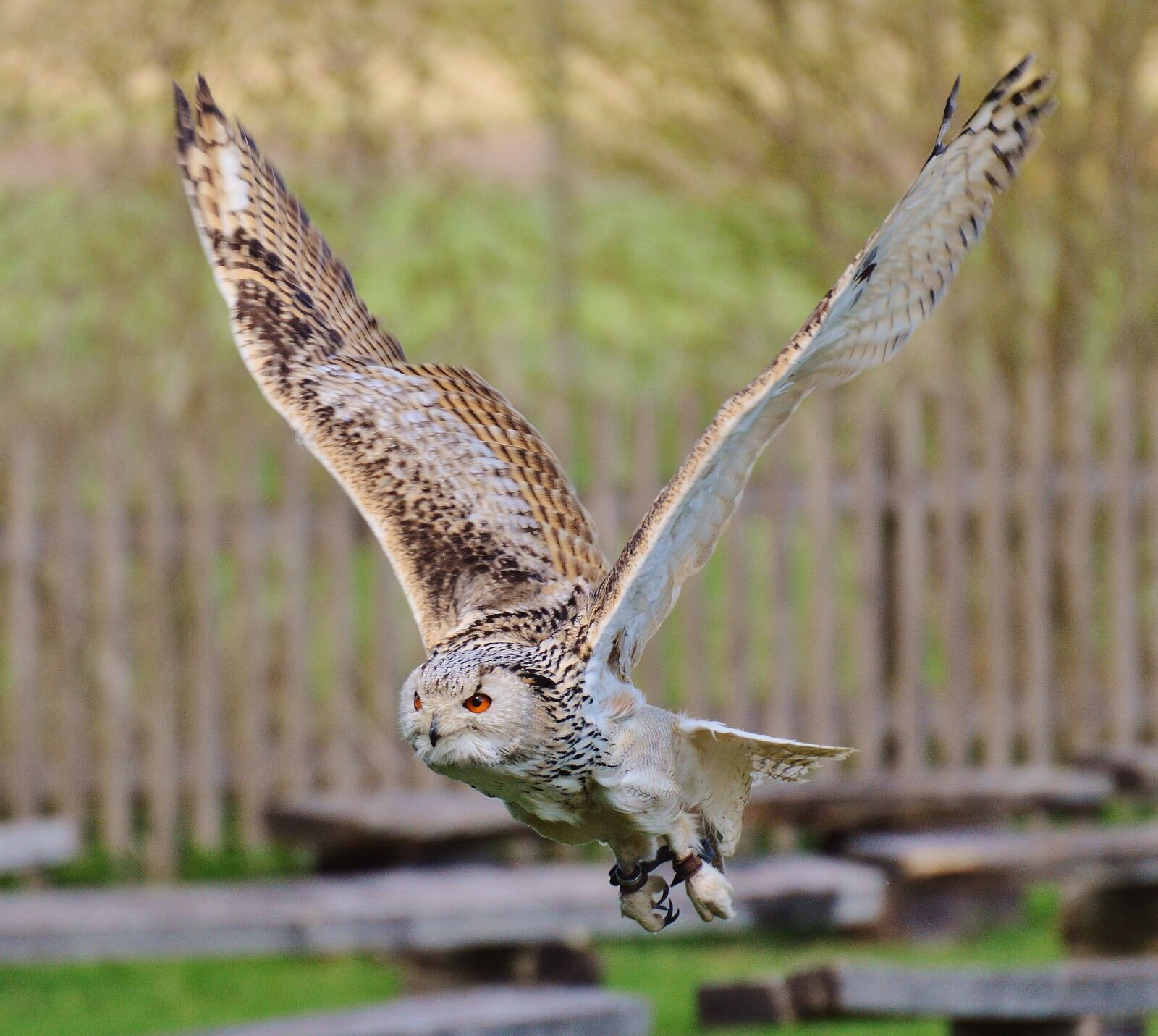 Nikon D3200 sample photo. Owl, wildpark poing, bird photography