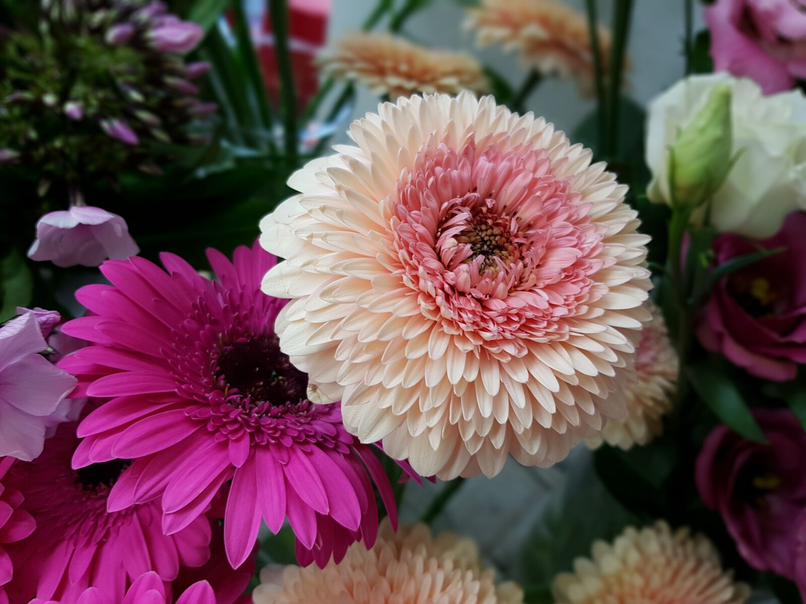 Samsung Galaxy S7 Edge sample photo. Flower, gerbera, plant photography