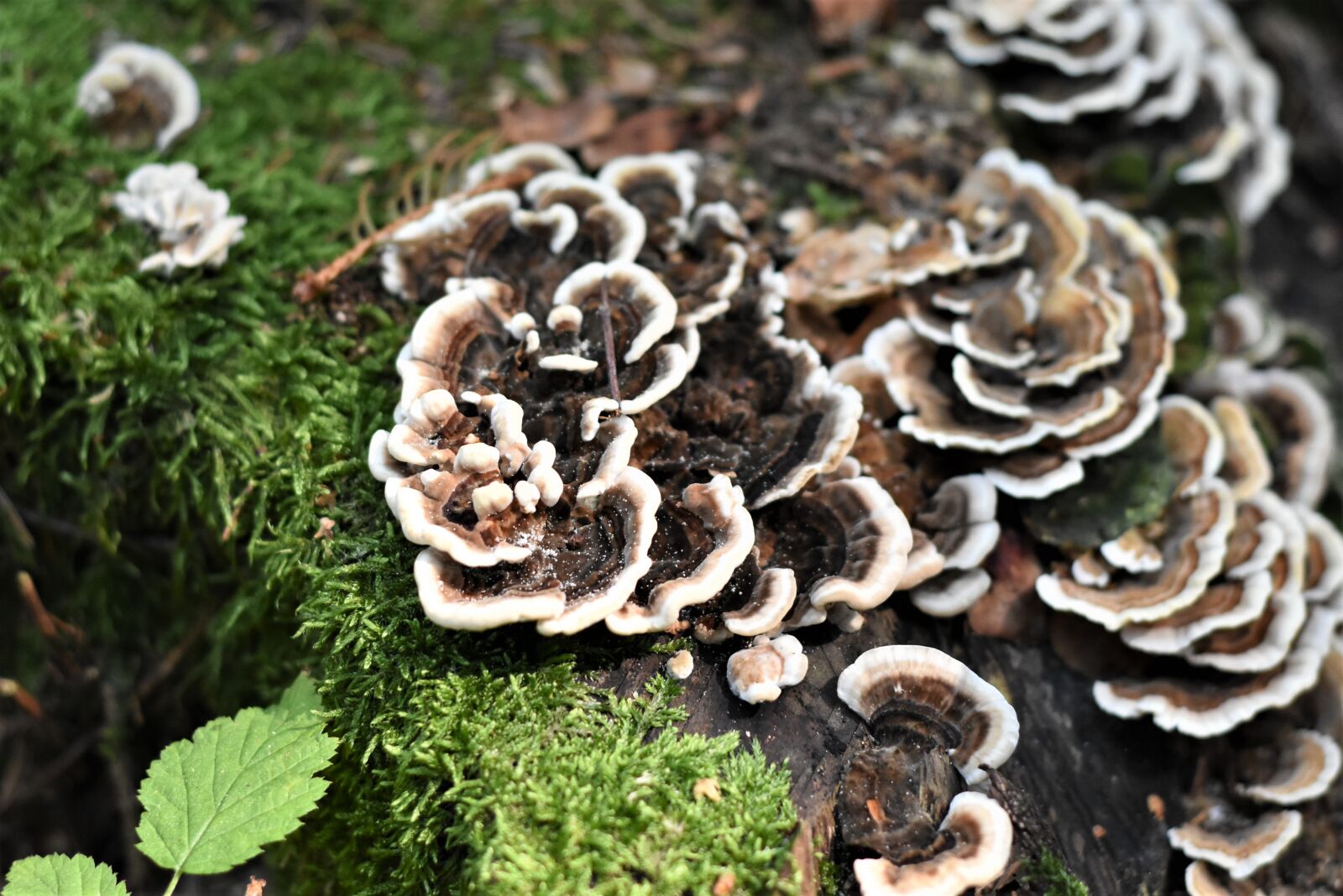 Nikon D7200 sample photo. Mushroom, mushrooms, sponge photography