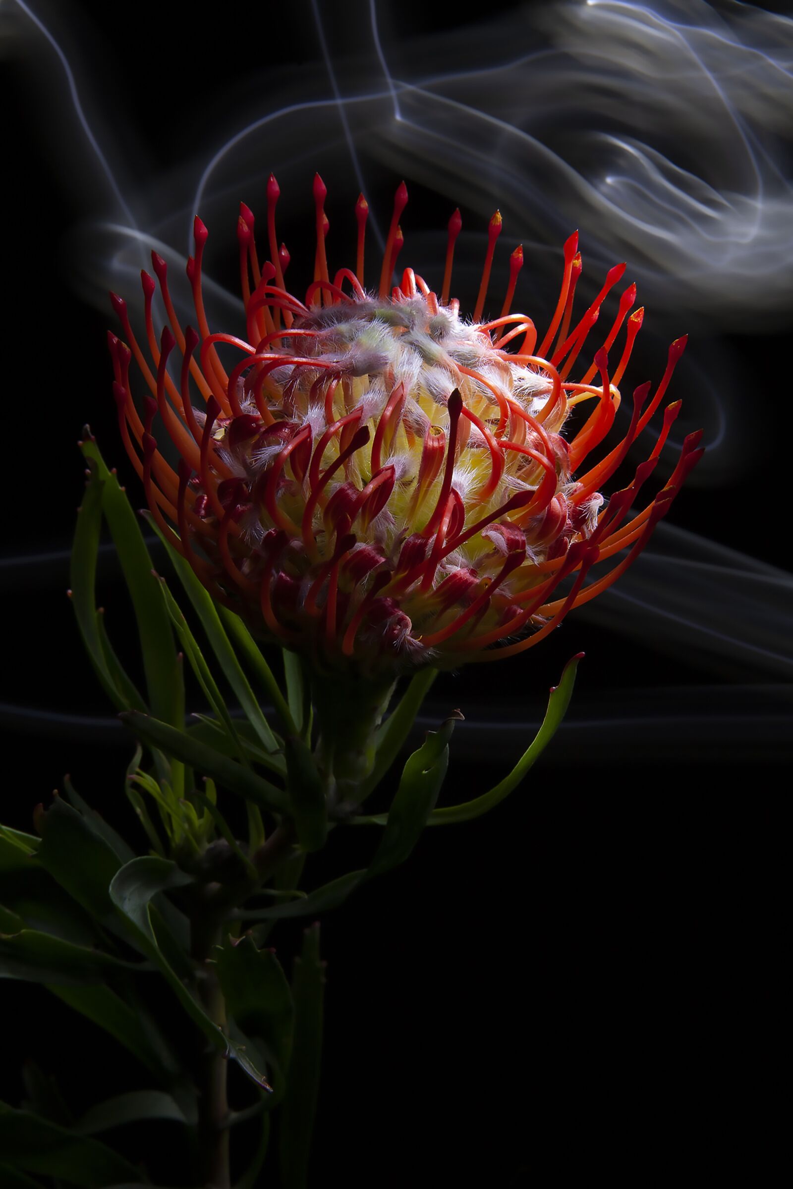 Canon EOS 5D sample photo. Flower, pinchusion flower, pedals photography