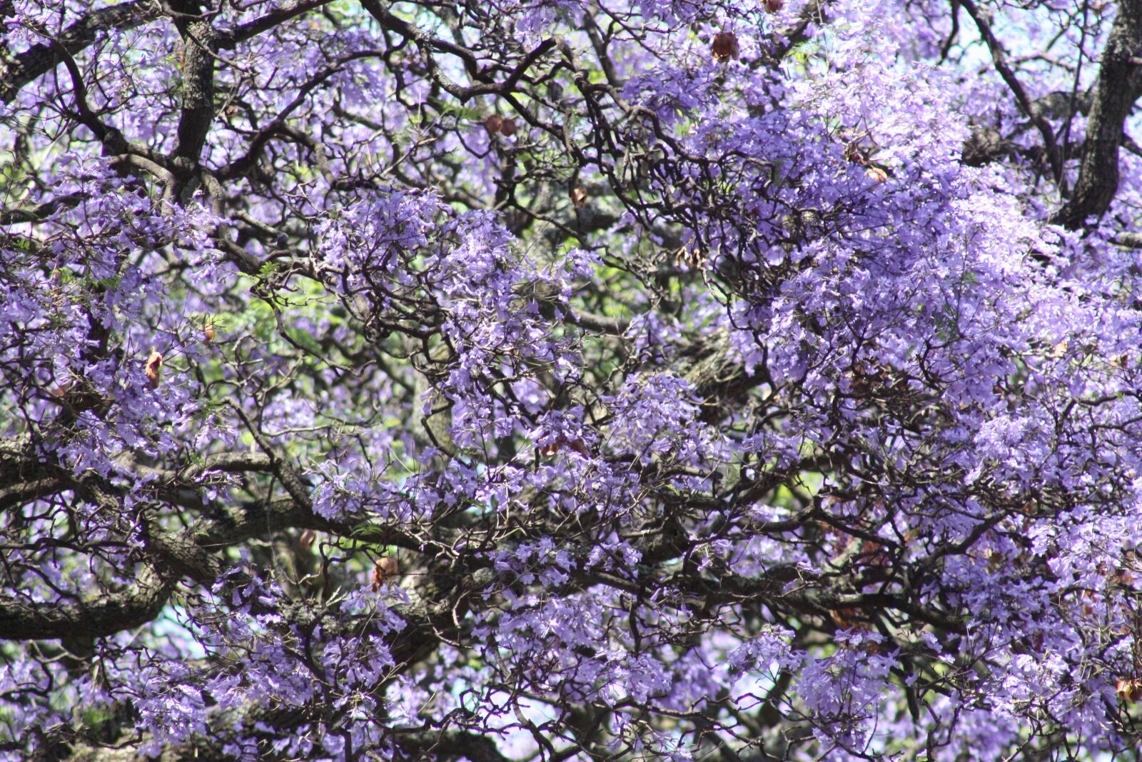 Canon EOS 450D (EOS Rebel XSi / EOS Kiss X2) sample photo. Jacaranda, trees, nature photography