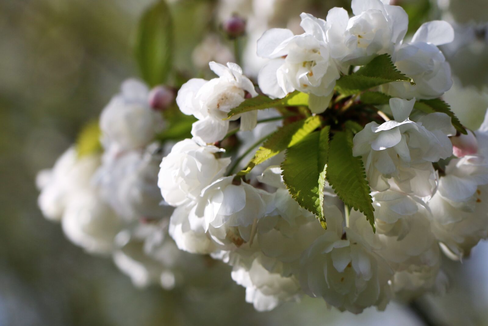 Canon EOS 70D sample photo. Flower, flora, tree photography