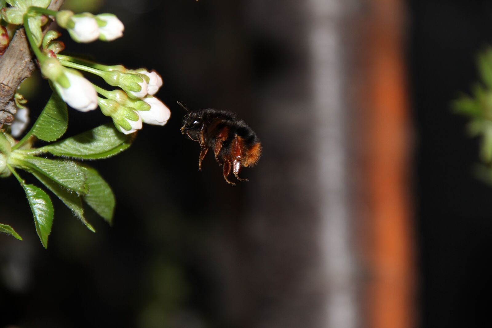 Canon EOS 600D (Rebel EOS T3i / EOS Kiss X5) sample photo. Outdoor, insect, nature photography