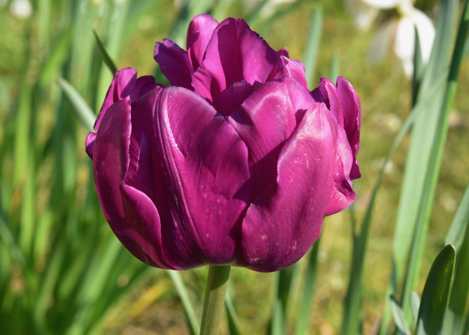 Nikon D5600 sample photo. Flower, flower tulip, tulip photography