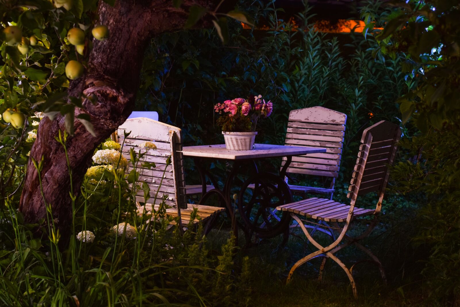 Nikon D5600 sample photo. Garden, romance, abendstimmung photography