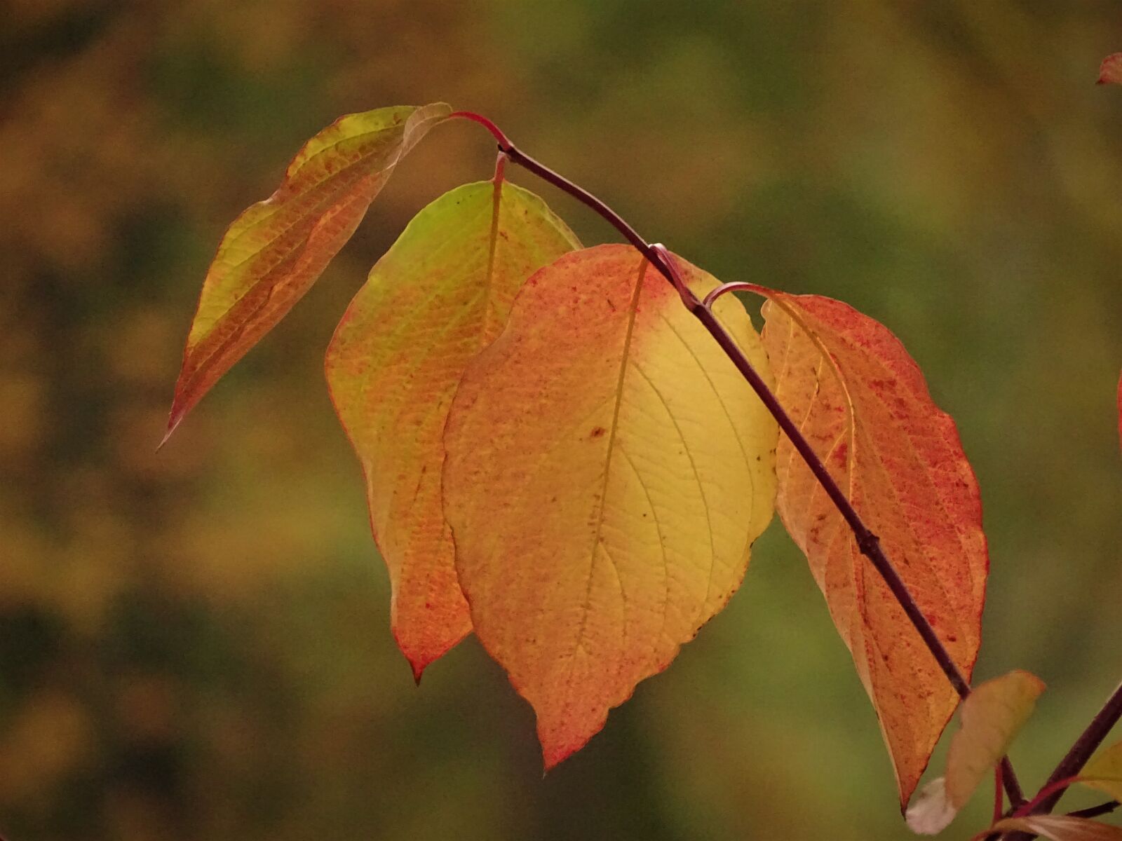 Sony Cyber-shot DSC-HX400V sample photo. Autumn, leaves, colorful photography
