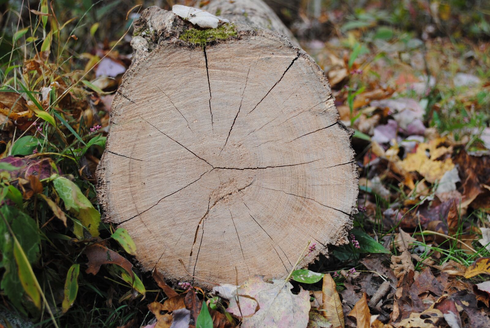 Nikon D3000 sample photo. Tree, trunk, wood photography