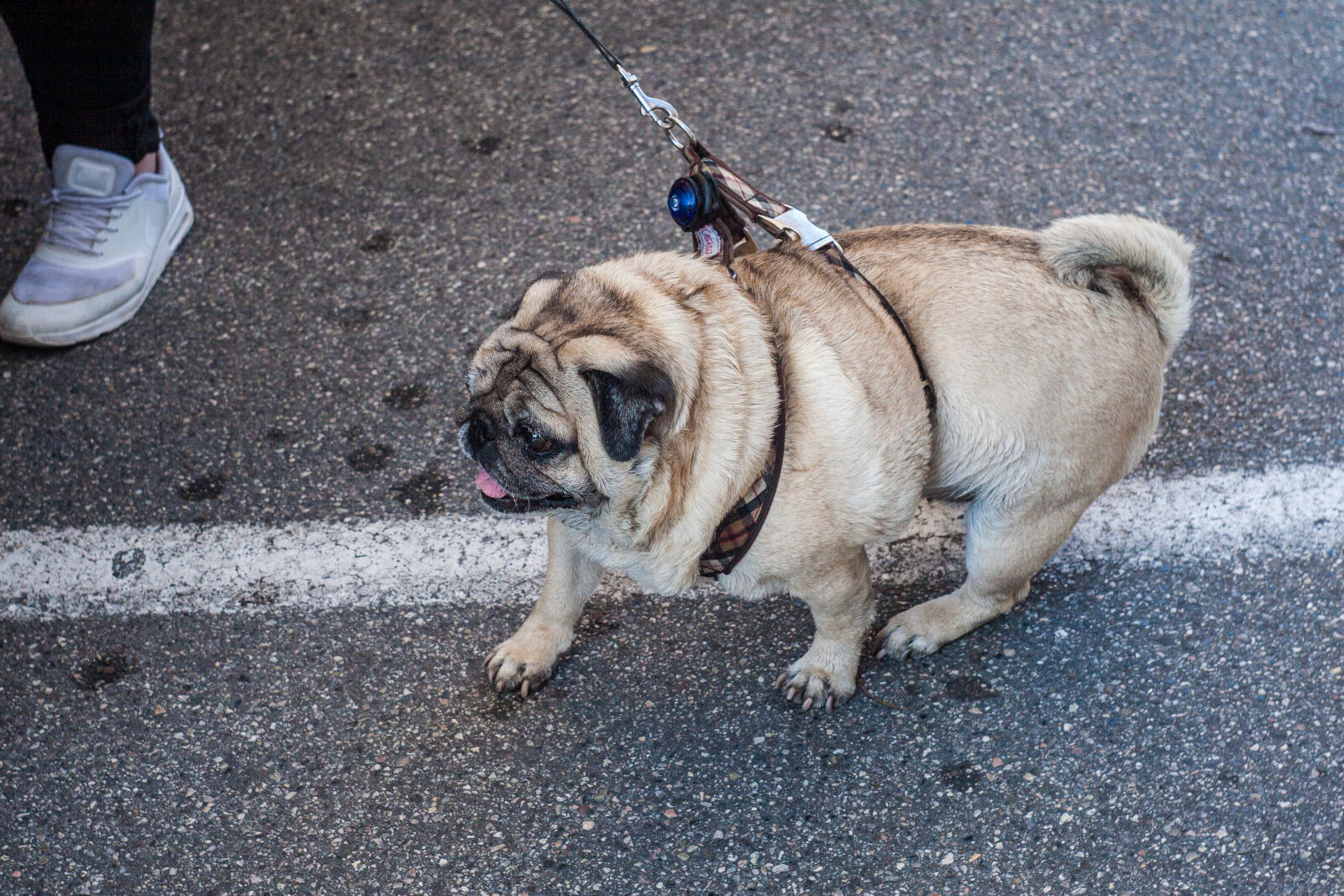 Canon EOS 30D sample photo. Dog, fat, dog, italy photography