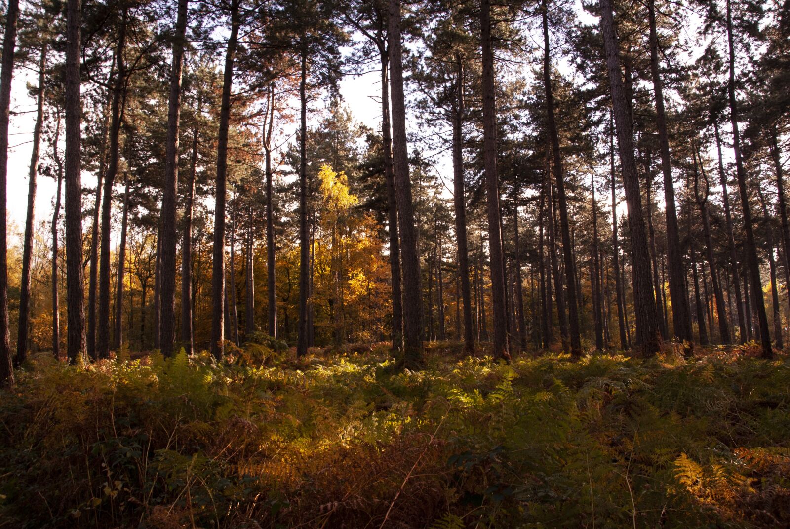 Sony Alpha DSLR-A100 sample photo. Forest, autumn, trees photography