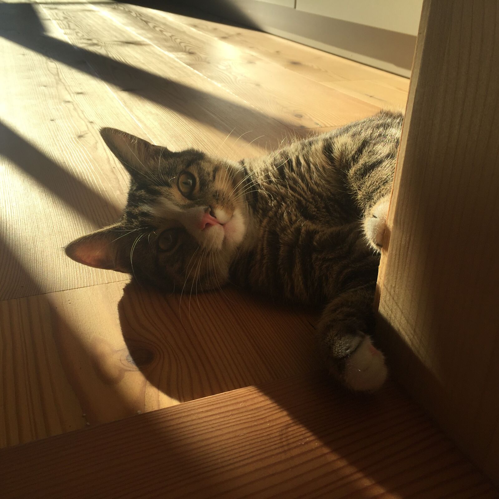 Apple iPhone 6 sample photo. Cat, animals, mieze photography
